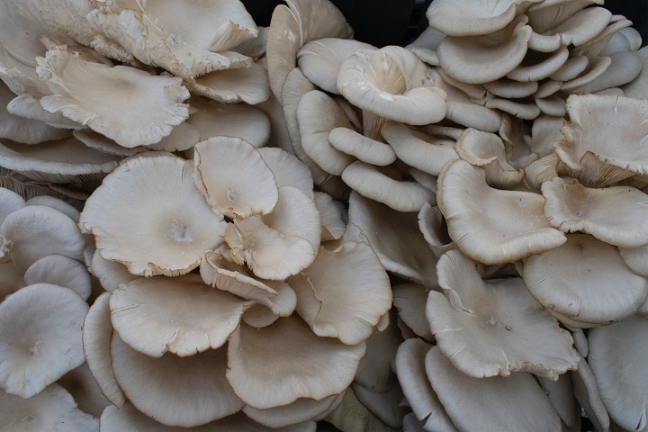 Could mushrooms hold the key to solving the obesity epidemic?