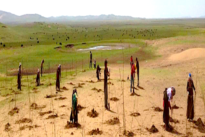 Mongolia Plants Over 20 Million Trees Since 2021 To Curb Desertification