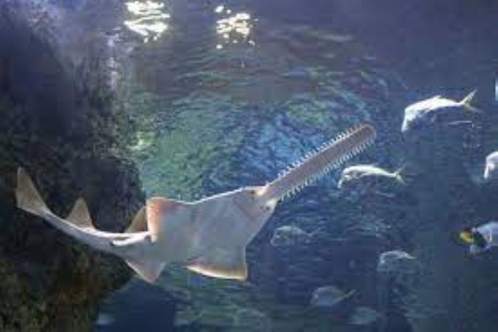 Endangered Sawfish Tagged And Tracked By Australian Researchers