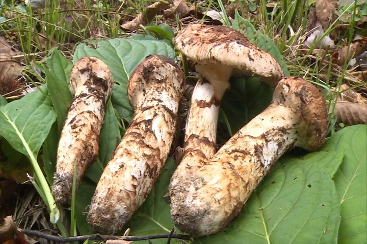 Japan Detects Above-Limit Radioactive Cesium In Locally Grown Mushroom
