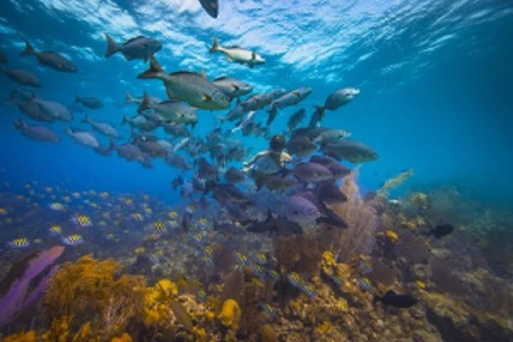 Exploring the Underwater Wonders of the Belize Barrier Reef – Asia News ...